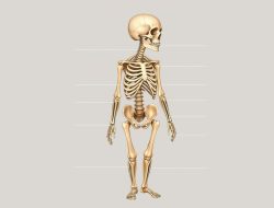 Achondroplasia: Mengenal Penyebab, Gejala, dan Penanganannya