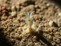 Apa Itu Aspergillosis? Kenali Penyakit Jamur Ini