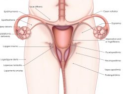 Memahami Penyakit Aspermia: Gejala, Penyebab, dan Pengobatan